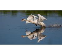 OZLHSP mind puzzles for adults 1000 pieces Swan Takes Flight 75x50cm