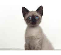 OZLHSP mind puzzles for adults 1500 pieces Animals 87x57cm