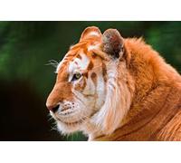 OZLHSP mind puzzles for adults 1500 pieces Tigers Big Cats Golden Animal 87x57cm