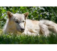 OZLHSP mind puzzles for adults 1500 pieces Wolves Animals 87x57cm