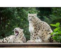 OZLHSP mind puzzles for adults 500 pieces Animals 52x38cm