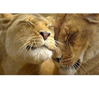 OZLHSP mind puzzles for adults 500 pieces Animals Lions Big Cats 52x38cm