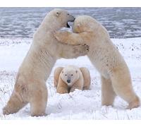 OZLHSP mind puzzles for adults 500 pieces Bears Animal 52x38cm