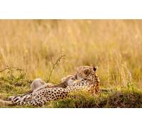 OZLHSP number puzzle 1000 piece Cheetahs Big Cats Animal 75x50cm