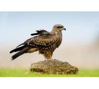 OZLHSP number puzzle 1500 piece Falcon Animal 87x57cm