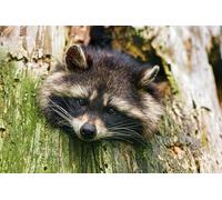OZLHSP personalised jigsaw 1000 pieces Raccoons Animal 75x50cm