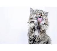 OZLHSP personalised jigsaw 500 pieces Cats Fluffy Animals 52x38cm