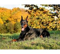 OZLHSP personalised jigsaw puzzles 1500 pieces Doberman Animals 87x57cm