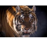 OZLHSP personalised jigsaw puzzles 500 piece Amur Tiger Tiger Animals 52x38cm