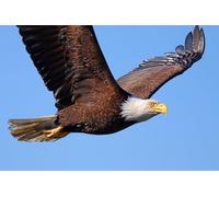 OZLHSP personalised jigsaw puzzles 500 piece Bald Eagle Hawk Animals 52x38cm