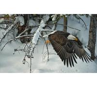 OZLHSP personalised jigsaw puzzles 500 piece Bald Eagle Hawk Flying 52x38cm