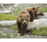 OZLHSP personalised jigsaw puzzles 500 piece Grizzly Bear Animal 52x38cm
