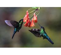 OZLHSP personalised jigsaw puzzles 500 piece Hummingbirds Animals 52x38cm