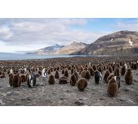 OZLHSP personalised jigsaw puzzles 500 piece South Georgia Penguins, King Penguin, Saint Bay 52x38cm