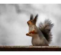 OZLHSP personalised jigsaw puzzles 500 piece Squirrel Rodents Animal 52x38cm