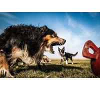 OZLHSP personalised jigsaw puzzles 500 pieces Aussie Border Collie Animal 52x38cm