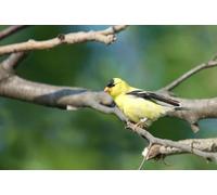 OZLHSP personalised jigsaw puzzles 500 pieces Goldfinch Animals Exotic 52x38cm