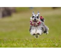 OZLHSP personalised puzzle 500 pieces Miniature Schnauzer 52x38cm