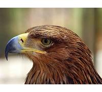 OZLHSP puzzel for adult 500 Eagle Animals 52x38cm