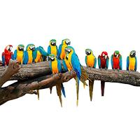 OZLHSP puzzel for adult 500 Parrots Animals 52x38cm