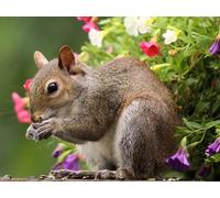 OZLHSP puzzel for adult jigsaw puzzle 1500 piece Squirrels Rodents Eats Seeds Animals 87x57cm