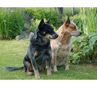 OZLHSP puzzel for adult jigsaw puzzle 500 piece Australian Cattle Animals 52x38cm