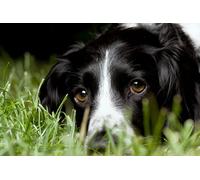 OZLHSP puzzel for adult jigsaw puzzle 500 piece Border Collie Animals 52x38cm