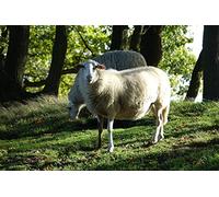 OZLHSP puzzel for adult jigsaw puzzle 500 piece Sheep Animal 52x38cm