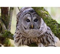OZLHSP puzzels for adult jigsaw puzzle 1000 pieces Barred Owl Owls Animal 75x50cm