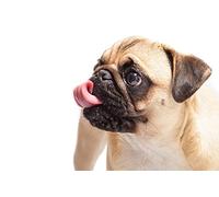 OZLHSP puzzels for adult jigsaw puzzle 1000 pieces Pug Animals 75x50cm