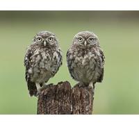 OZLHSP puzzels for adults 1500 Owl Little Animals 87x57cm