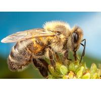 OZLHSP puzzle 1000 Bees Animals 75x50cm