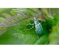 OZLHSP puzzle 1000 Beetles Animals 75x50cm