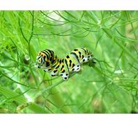 OZLHSP puzzle 1000 Caterpillars Insect Animals 75x50cm