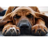 OZLHSP puzzle 1000 pieces Basset Hound Animals 75x50cm