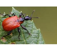 OZLHSP puzzle 1000 pieces Beetles Insect Apoderus Coryli Animals 75x50cm