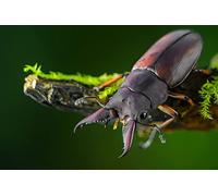 OZLHSP puzzle 1000 pieces Beetles Insects Lucanid Animals 75x50cm