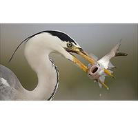 OZLHSP puzzle 1000 pieces Fish Heron Animals 75x50cm