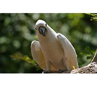 OZLHSP puzzle 1000 pieces Parrots Animal 75x50cm