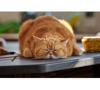 OZLHSP puzzle 1500 Cats Fat Animal 87x57cm