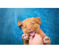 OZLHSP puzzle 1500 pieces Animal Retriever Puppy Nova Scotia Duck Tolling Retriever 87x57cm
