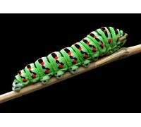 OZLHSP puzzle 1500 pieces Caterpillars Insect Animal 87x57cm