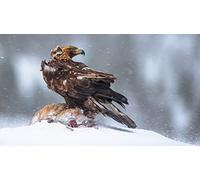 OZLHSP puzzle 1500 pieces Eagle Aquila Chrysaetos Animals 87x57cm