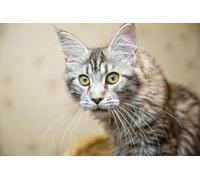 OZLHSP puzzle 1500 pieces Maine Coon 87x57cm