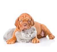 OZLHSP puzzle 1500 Puppy Dogue de Bordeaux Animals 87x57cm