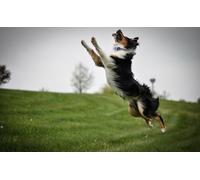 OZLHSP puzzle 500 pieces Border Collie Animal 52x38cm