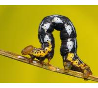OZLHSP puzzle 500 pieces Caterpillars Insect Animals 52x38cm