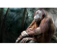 OZLHSP puzzle 500 pieces Chimpanzee Monkeys Animals 52x38cm