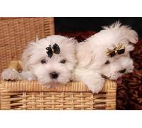 OZLHSP puzzle 500 pieces Havanese Bichon Puppies Animals 52x38cm