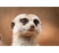 OZLHSP puzzle 500 pieces Meerkat Animal 52x38cm